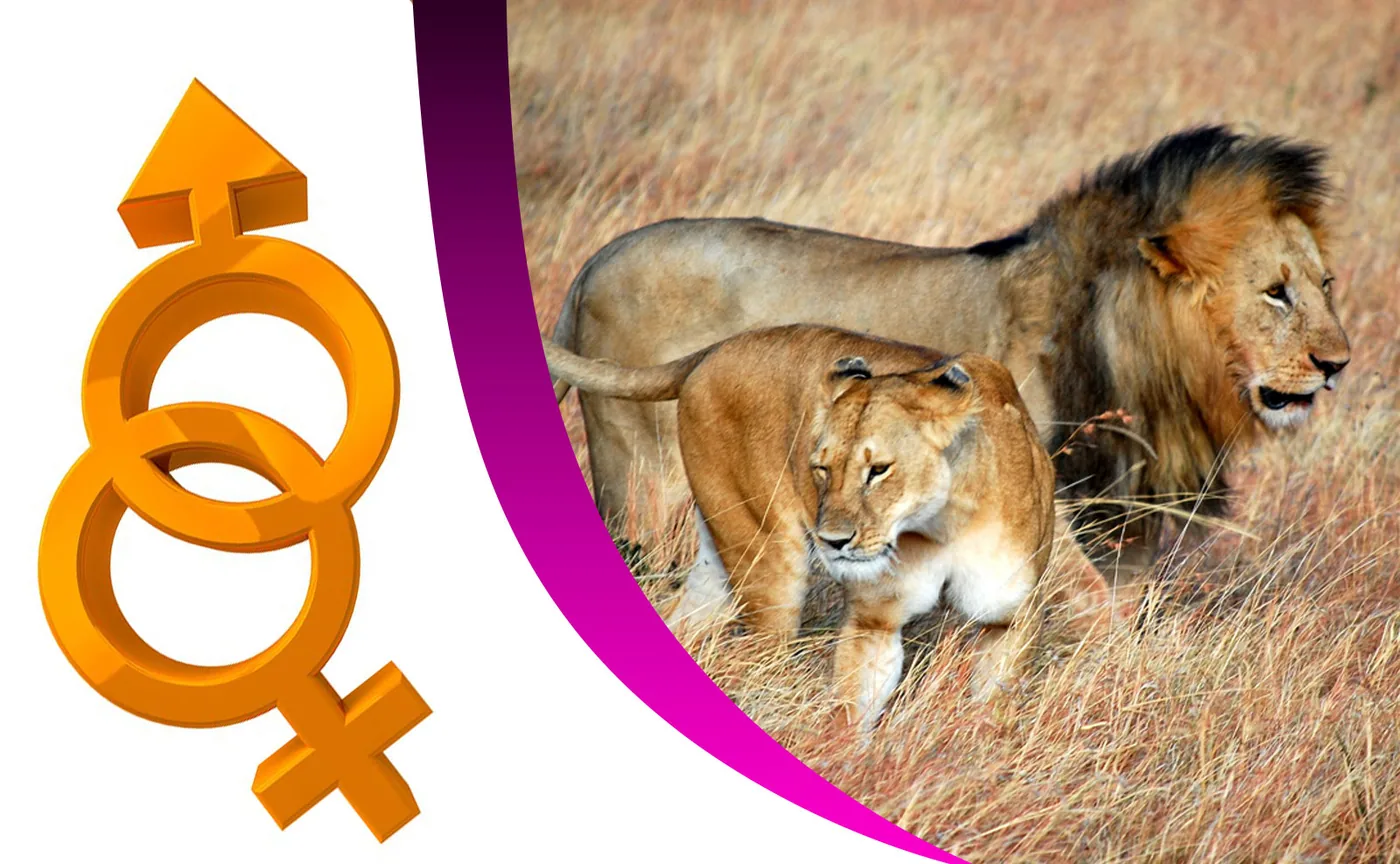 Which Gender's Sex Life Ages the Most Gracefully?