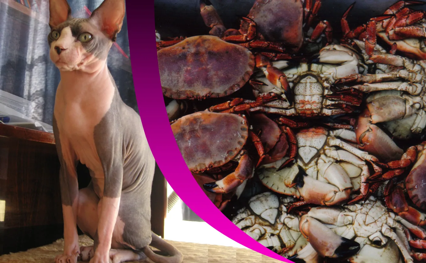 The Demise and Fall of Crabs