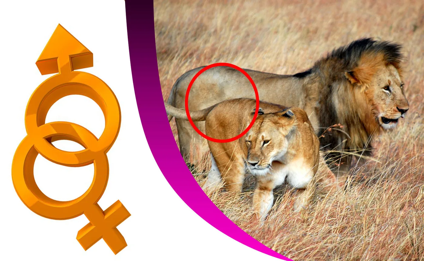 cougars vs lions