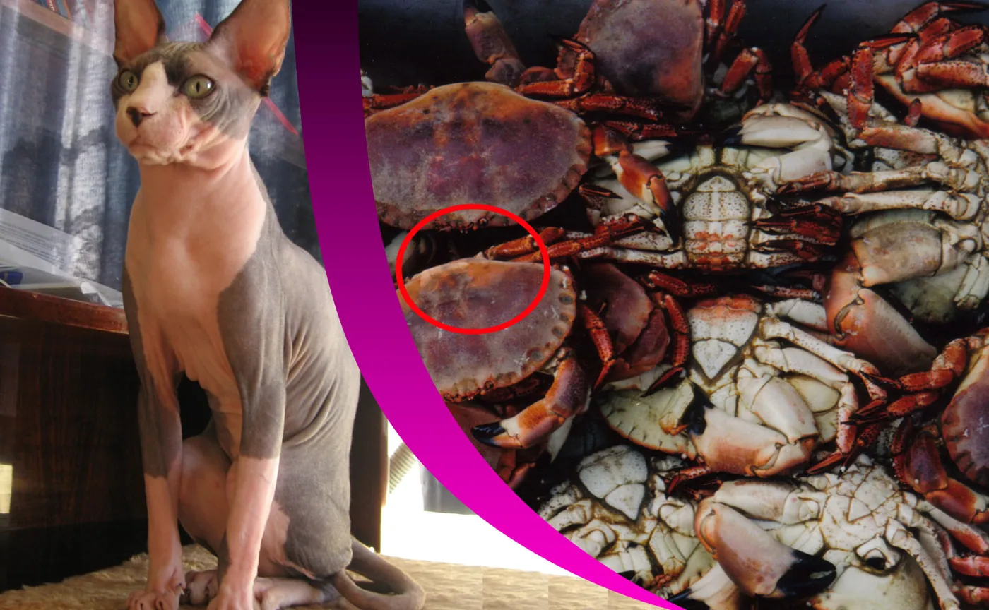 crabs